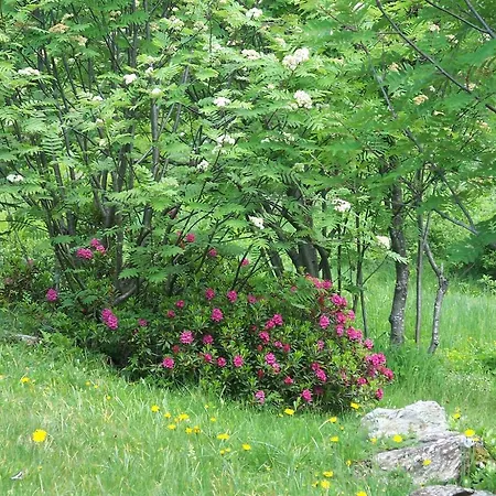 Agriturismo Cornei Da Nadia 콜리오